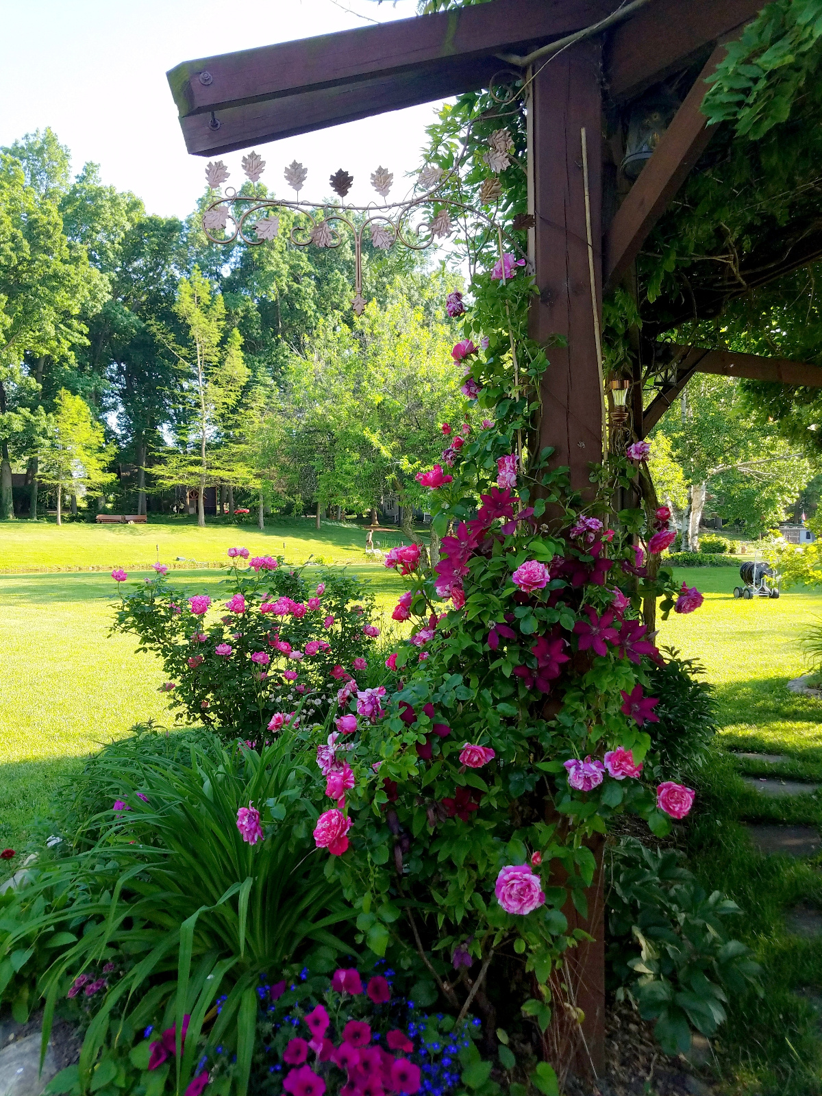 Roses, Clematis, Petunia and blue Lobelia in bloom